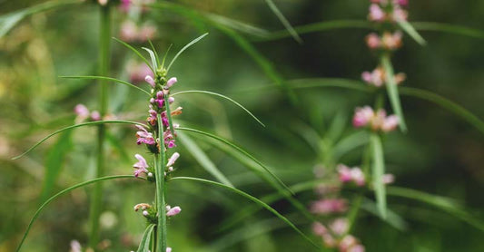 What is Motherwort? Uses and Benefits